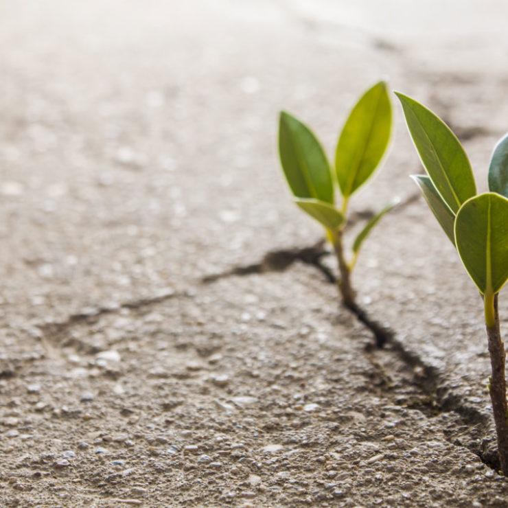 Weed Growing Through Crack In Pavement. Image demonstrating the power of grit and perserverance