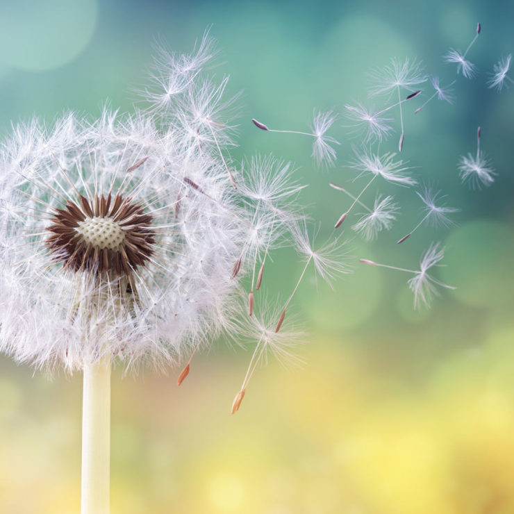 Dandelion As A Symbol For New Beginnings