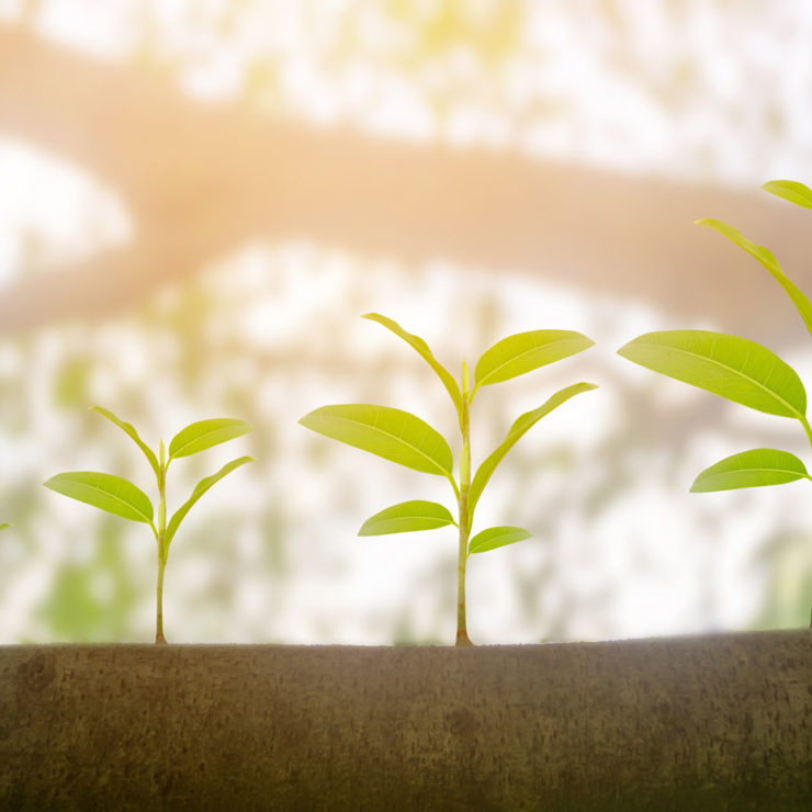 Sprouting Trees Growing At Different Rates To Symbolize Change