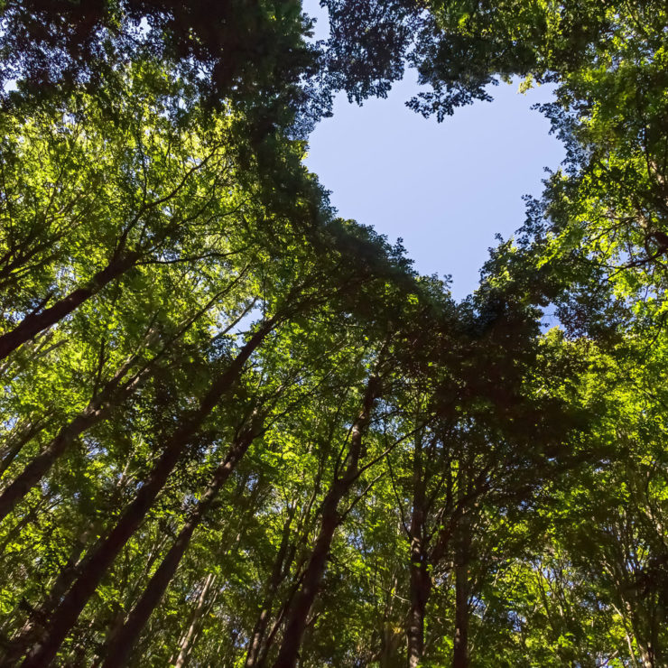 Trees Opening Into The Shape Of A Heart