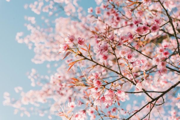 Cherry Blossoms Web