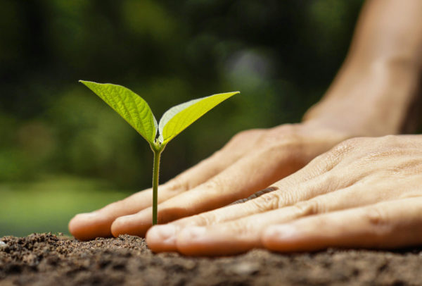 Photo of person planting seedling by weerapatkiatdumrong via iStockPhoto