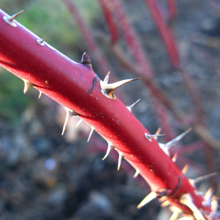 Photo of thorn by Girlguyed via Flickr