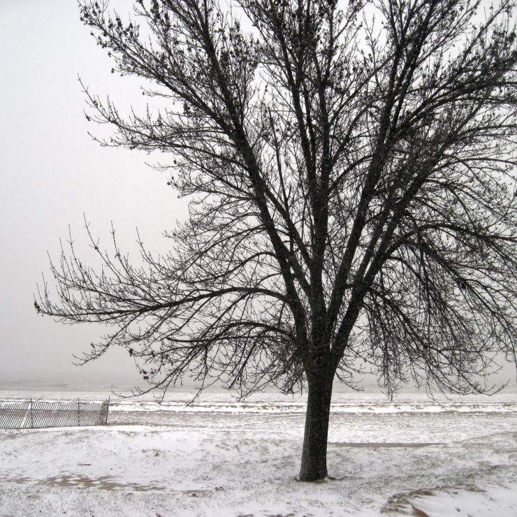 Photo of tree with no leaves in winter by Renee Mcgurk via Flickr